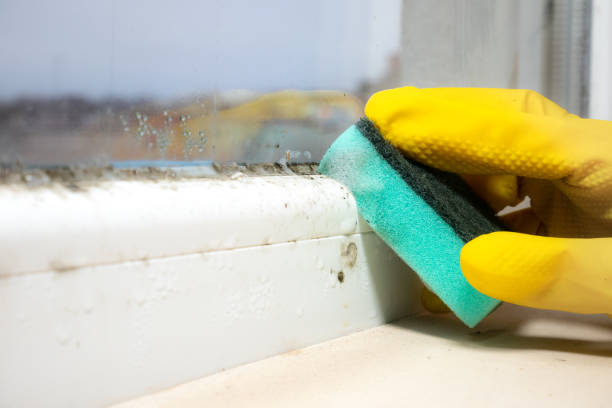 Mold Documentation for Insurance Claims